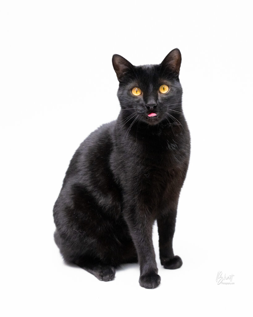 Black Cat - Pet Photography